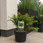 Tis obyčajný (Taxus baccata ) ‘REPANDENS’ – výška 20-40 cm, kont. C3L